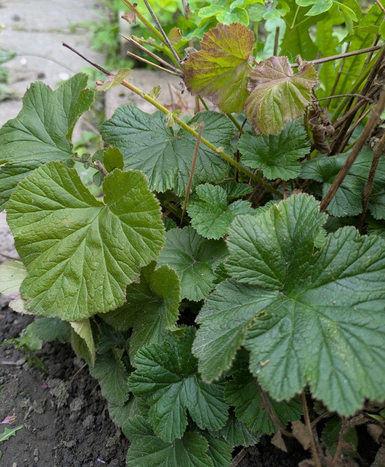 Knikkend nagelkruid, Geum, vaste plant, Ophalen, Overige soorten, Volle zon