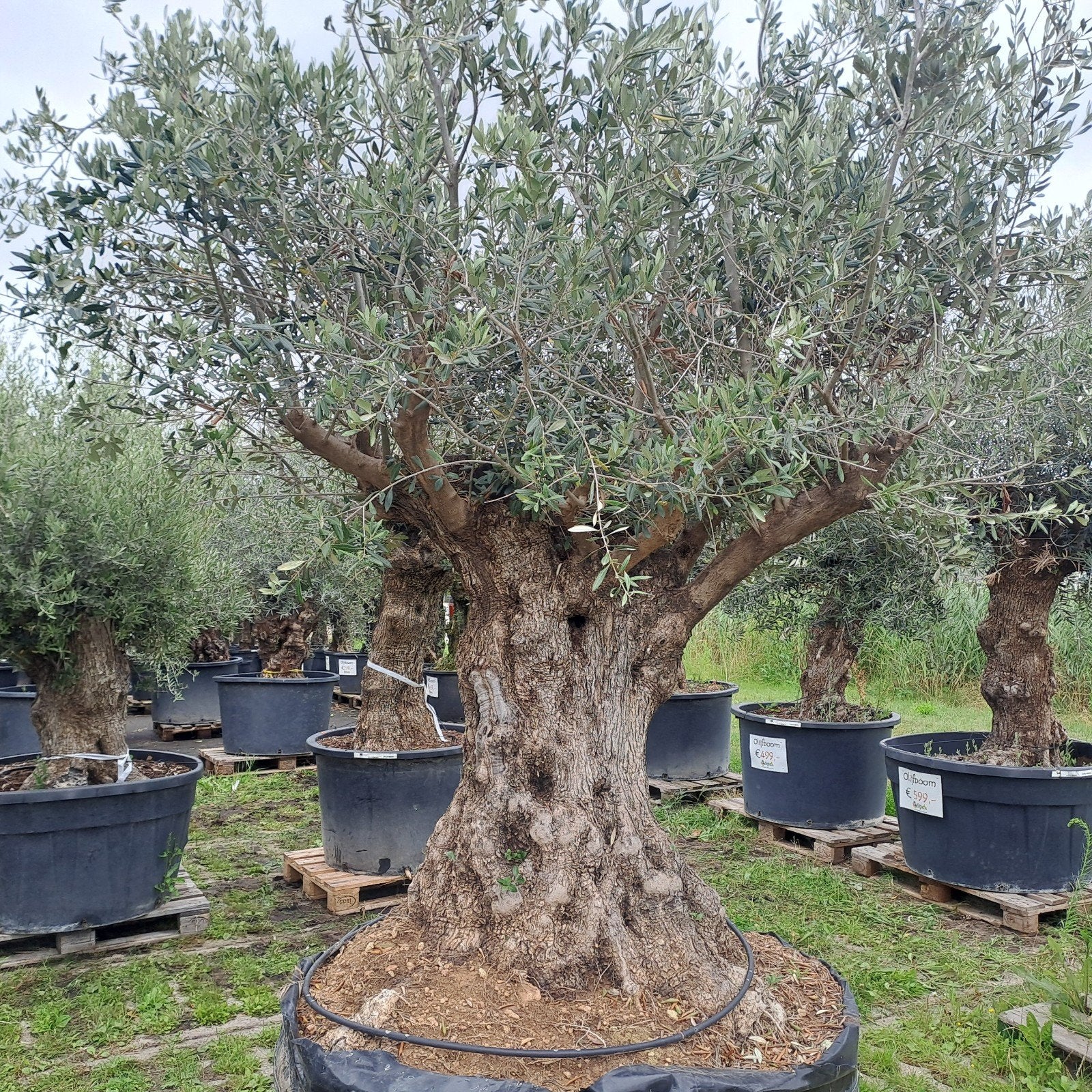 Zeer oude olijfbomen (ca. 300 jaar), Tuin en Terras, Lente, Olijfboom, 250 tot 400 cm, Ophalen