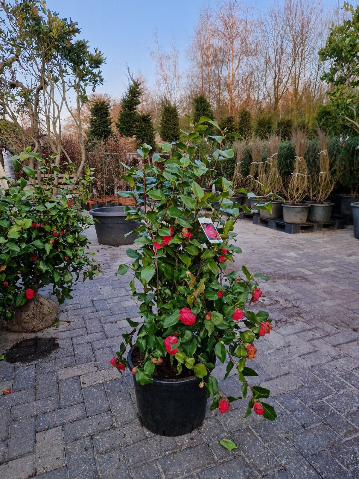 XXL Camellia - Grote Winterbloeier voor uw Tuin, Vaste plant, Halfschaduw, Winter, Ophalen