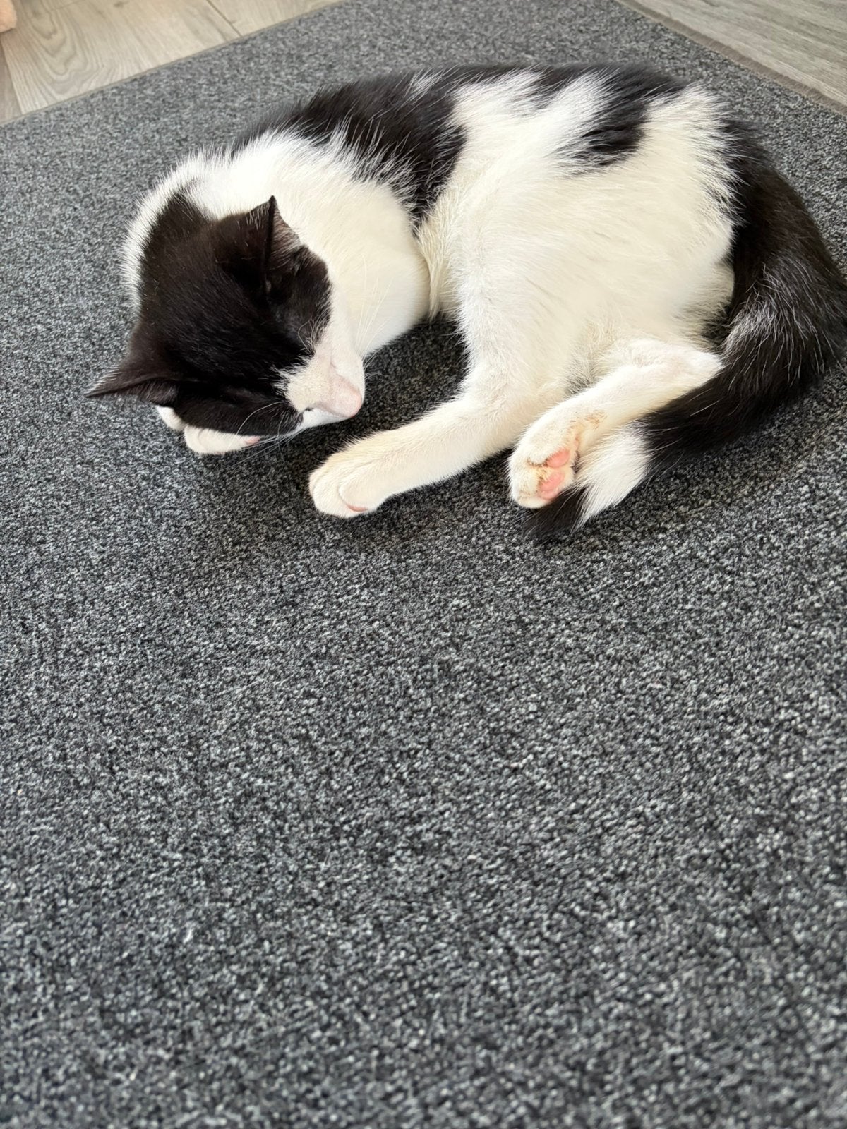 Mooie vrouwtje kitten te koop moet met spoed weg ‼️‼️, Dieren en Toebehoren, Katten en Kittens | Overige Katten, Kortharig, Poes