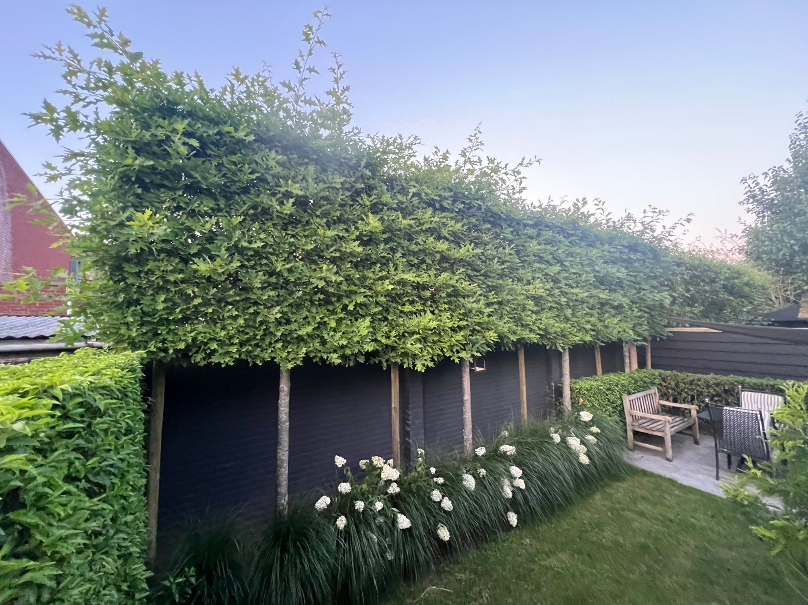 Lei Amberboom, Fagus Sylvatica, Haagbeuk, AANPLANT SERVICE!, Ophalen of Verzenden, Zomer, Volle zon, Leiboom