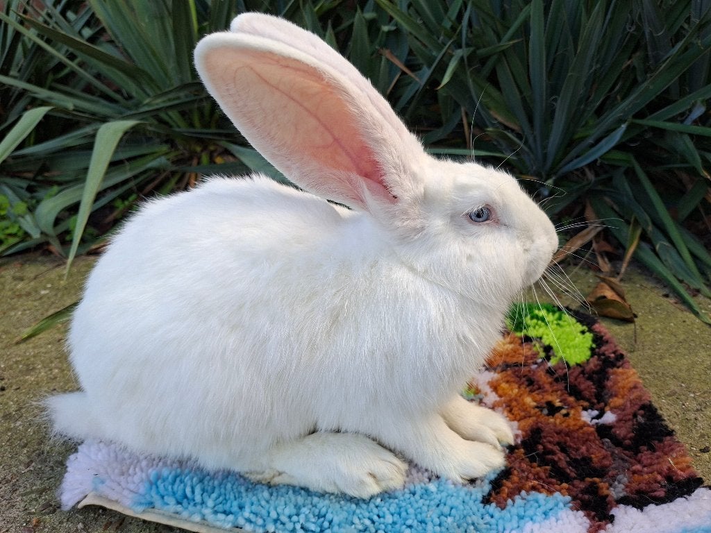 Duitse reus, Dieren en Toebehoren, Mannelijk, Groot, 0 tot 2 jaar