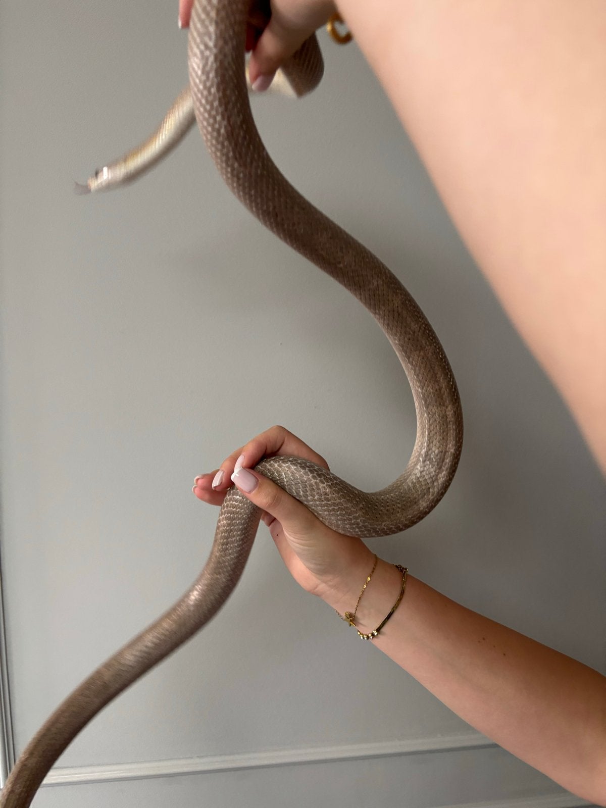 Te koop een mooie rattenslang Rat Snake photo 6