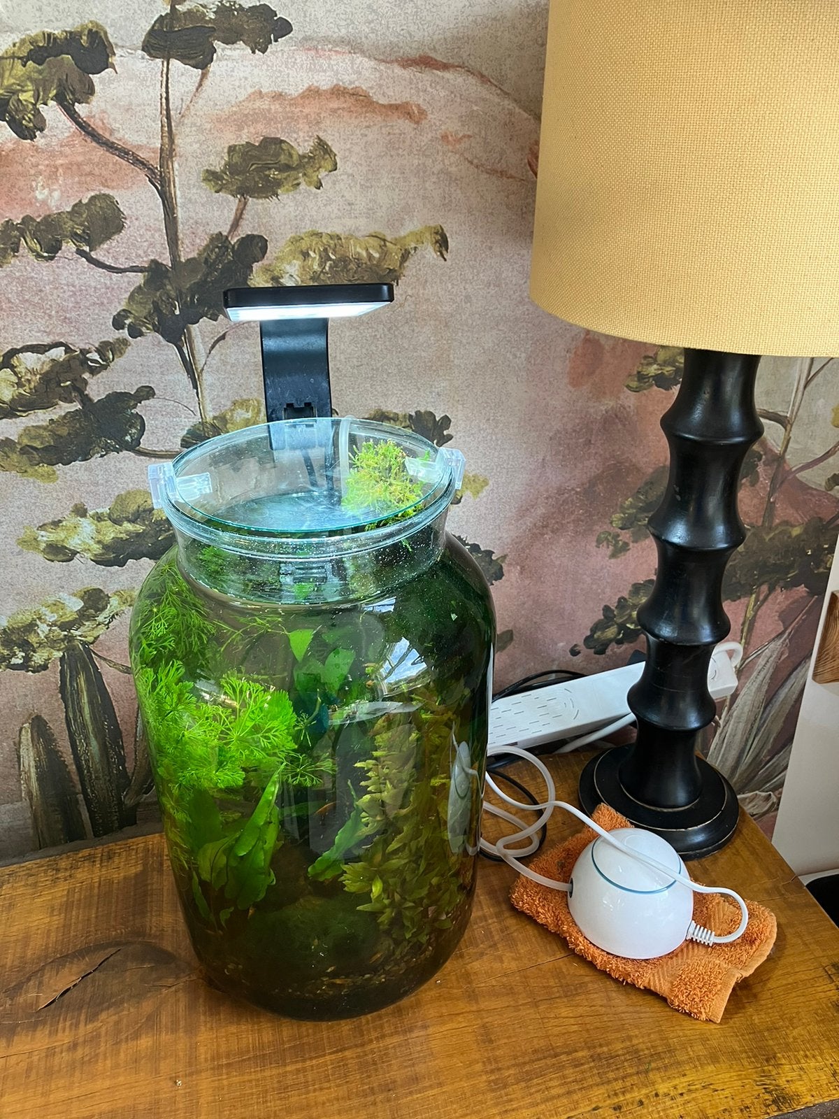 Prachtig vaas tafel aquarium garnalen Orange Sakura, Dieren en Toebehoren, Vissen | Aquaria en Toebehoren, Zo goed als nieuw, Gevuld zoetwateraquarium