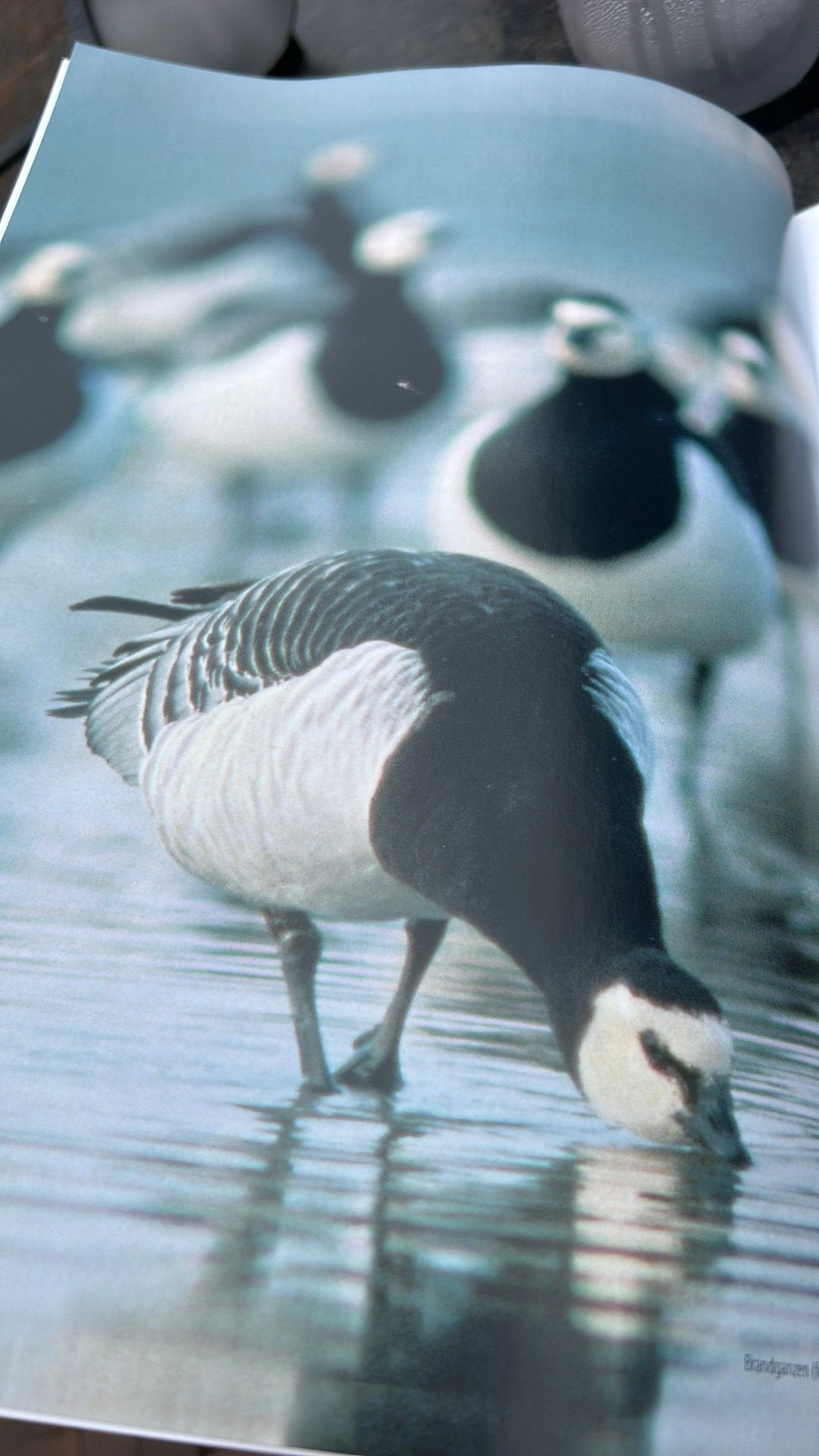 Topografische inventarisatieatlas flora en fauna, Ophalen of Verzenden, Zo goed als nieuw, Natuur algemeen