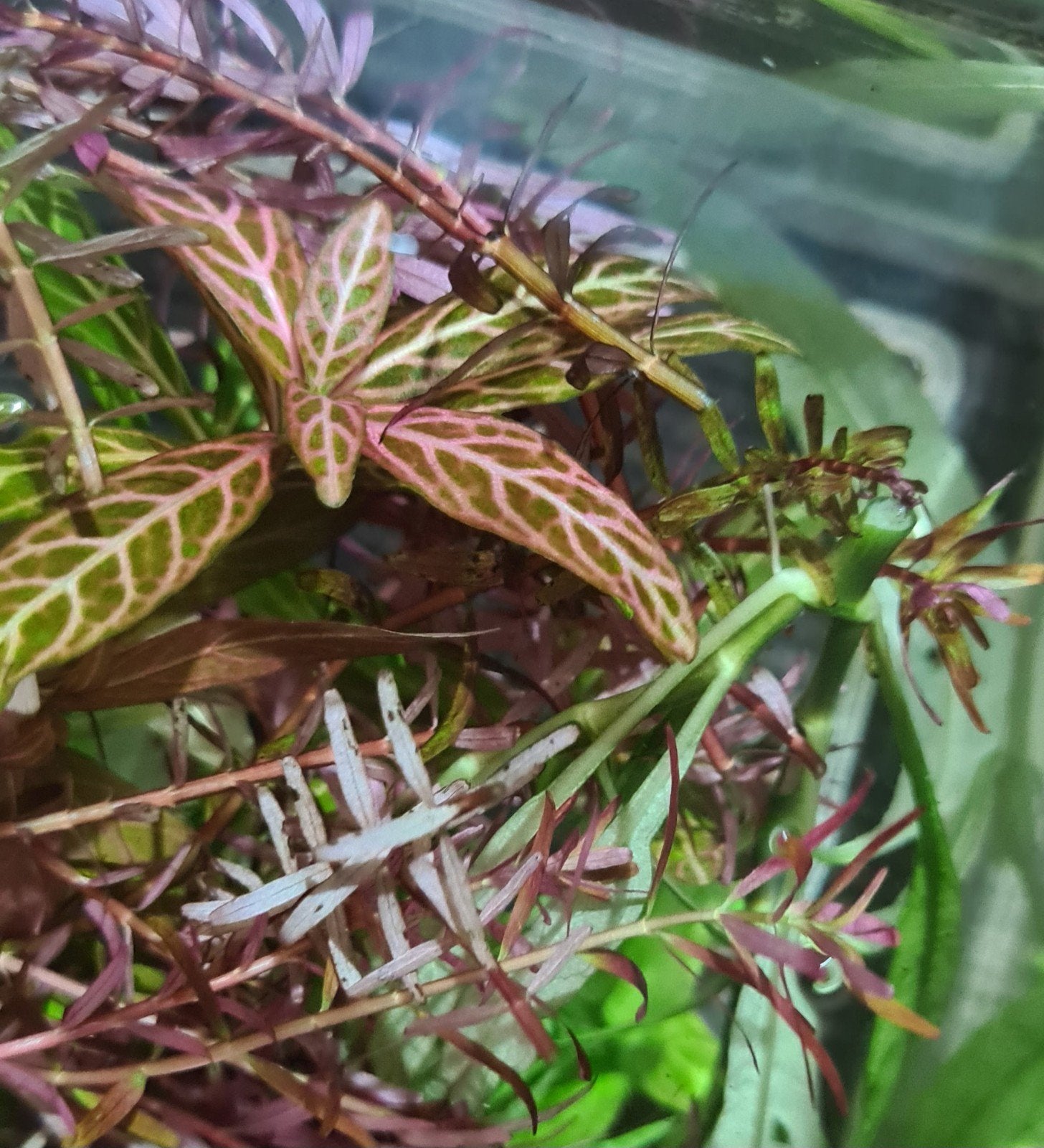 Bak met clippings van diverse aquariumplanten voor 10 euro, Ophalen, Nieuw, Plant(en), Steen of Hout