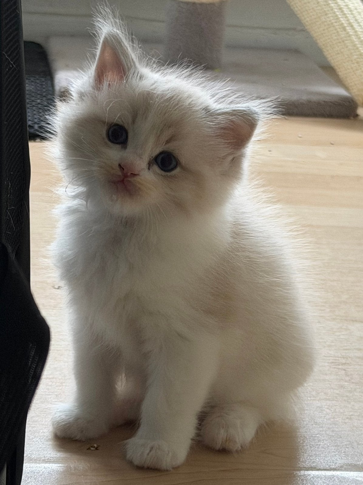 Ragdoll, Poes
