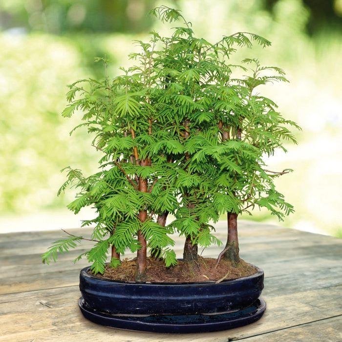 Meta Sequoia Bonsai zaadjes, winterhard, Verzenden, Gehele jaar, Halfschaduw