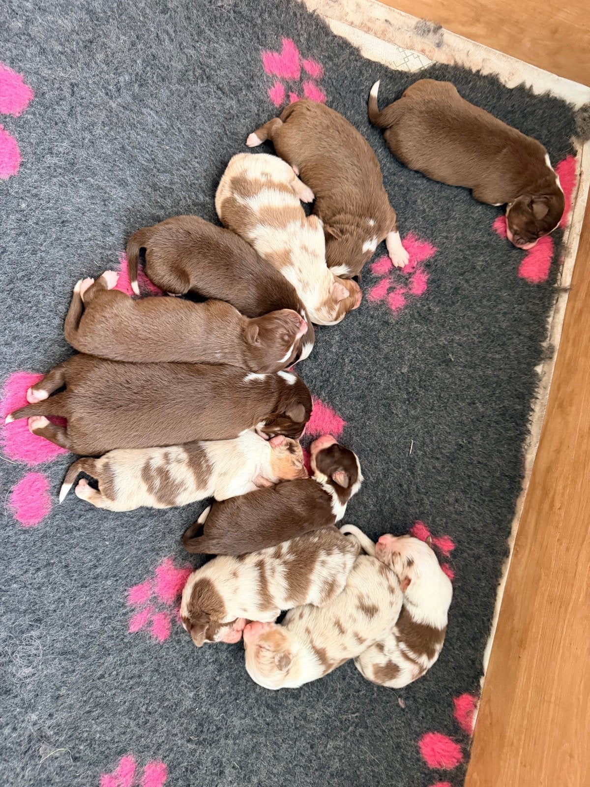 Mooie australian shepherd pups, Parvo, 8 tot 15 weken, Meerdere, Meerdere dieren
