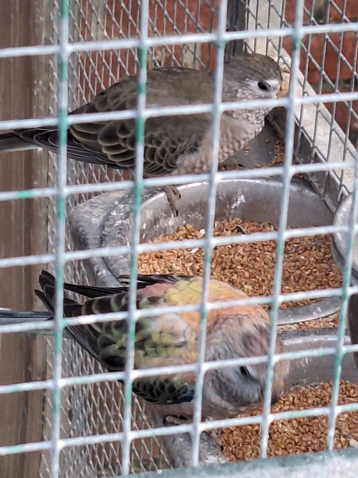 bourke bourks parkieten, Dieren en Toebehoren, Vogels | Parkieten en Papegaaien, Meerdere dieren, Parkiet