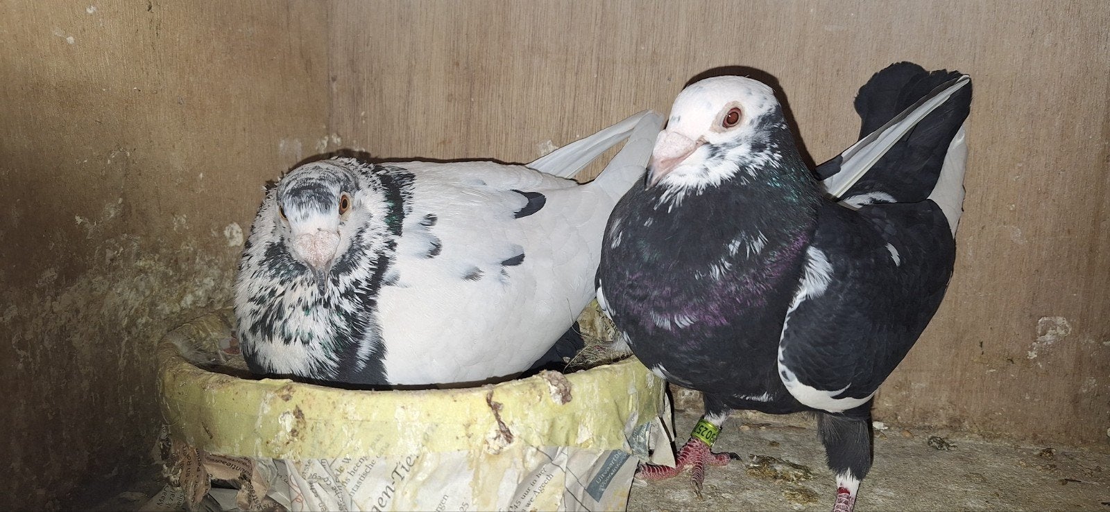 gezocht zwart-wit getijgerde scherens van gramberen duiven, Dieren en Toebehoren