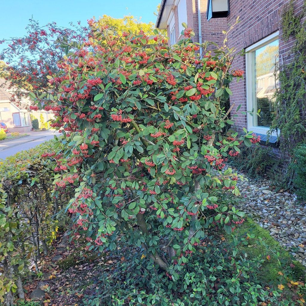 tuinplant/-struik, Vaste plant, Halfschaduw, Zomer, Ophalen