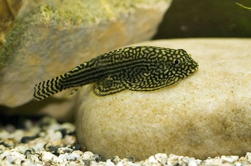Algeneter, Dieren en Toebehoren, Vissen | Aquariumvissen, Vis