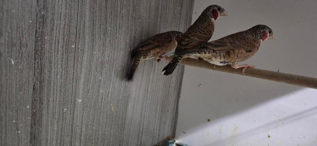 Bandvinken mannen, Dieren en Toebehoren, Vogels | Overige Vogels, Mannelijk