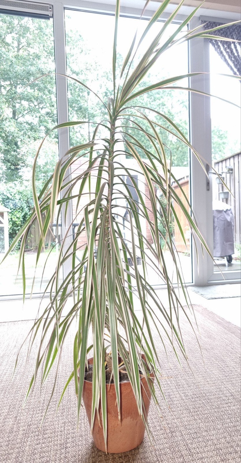 dracaena aangeboden met pot, Ophalen, Overige soorten, Halfschaduw, In pot