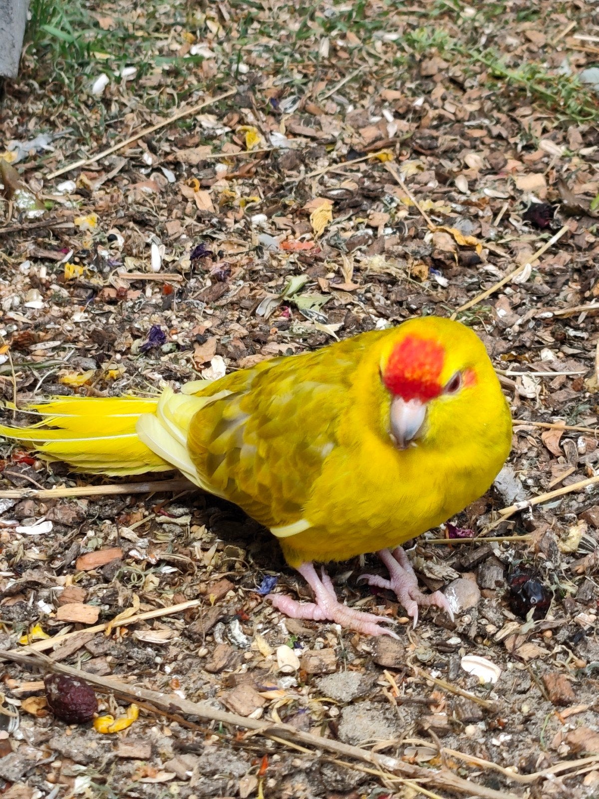Kakariki diverse, Meerdere dieren, Parkiet, Tam