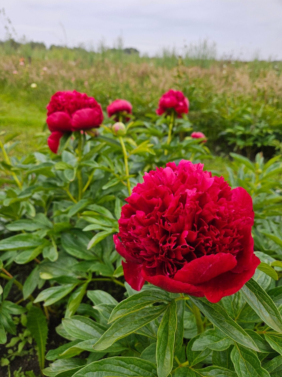 Onbespoten Pioenrozen Piony Paeonia, Ophalen, Overige soorten, Volle zon