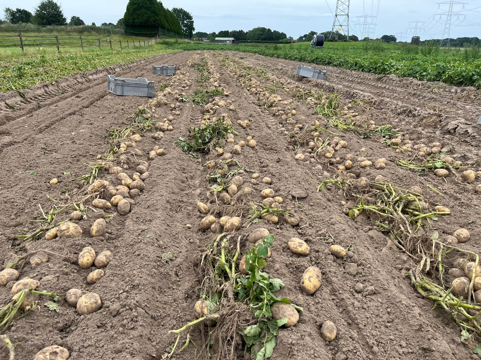 Frieslander aardappelen, Zakelijke goederen, Agrarisch | Aardappelen, Groenten, Fruit en Vlees, Ophalen