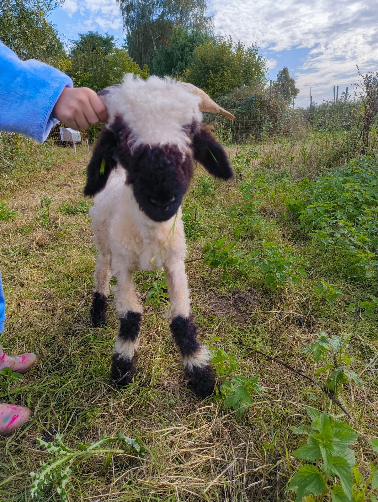 wallissers schwarznase ramlam, Mannelijk, Schaap, 0 tot 2 jaar