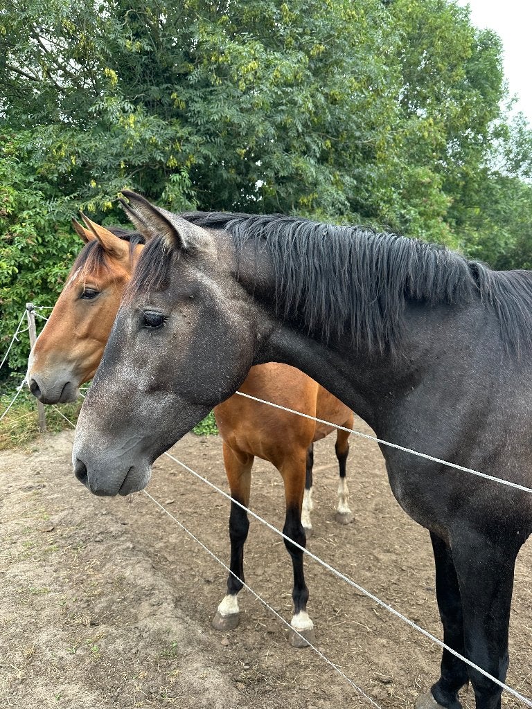 3 jarige PRE hengst, Met stamboom, Dressuurpaard, Hengst, 3 tot 6 jaar