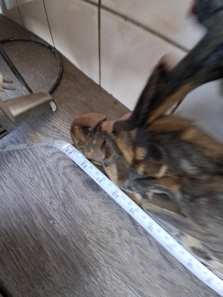 Barok Spiegel Hout Goudkleurig Kuifspiegel Rond  CS27432, Ophalen, Gebruikt, Rond, Minder dan 100 cm