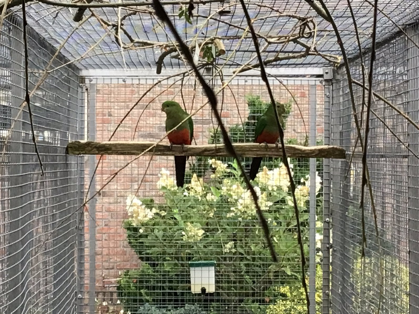 Konings parkieten, 1-1 ,2026., Meerdere dieren, Parkiet, Geringd