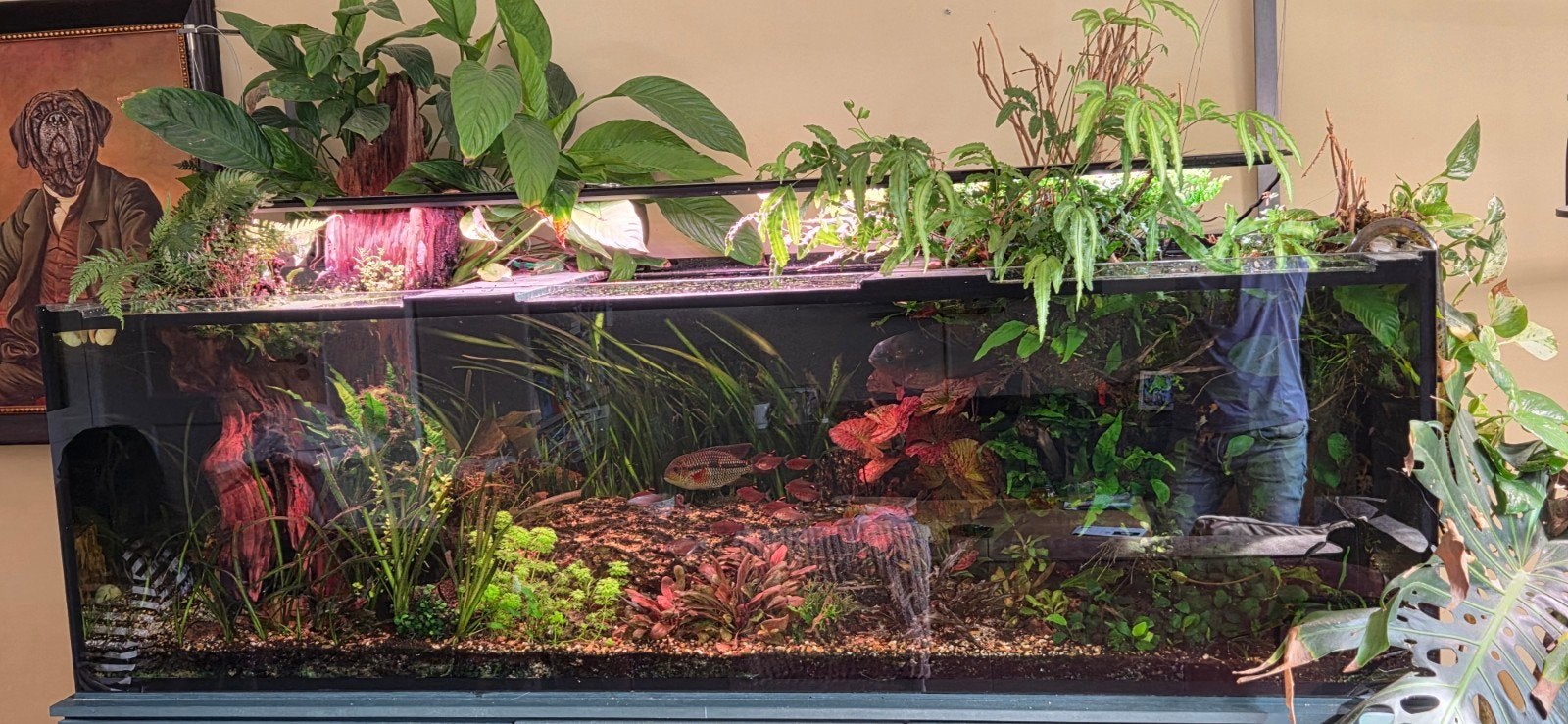 aquarium 200x60x60 cm te koop, Dieren en Toebehoren, Ophalen, Zo goed als nieuw, Leeg aquarium