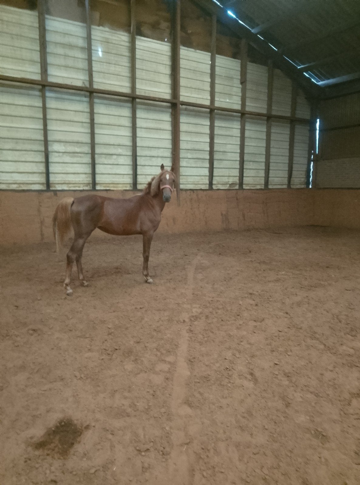 pony, Dieren en Toebehoren, Pony's, Merrie, D pony (1.37m tot 1.48m), 0 tot 2 jaar