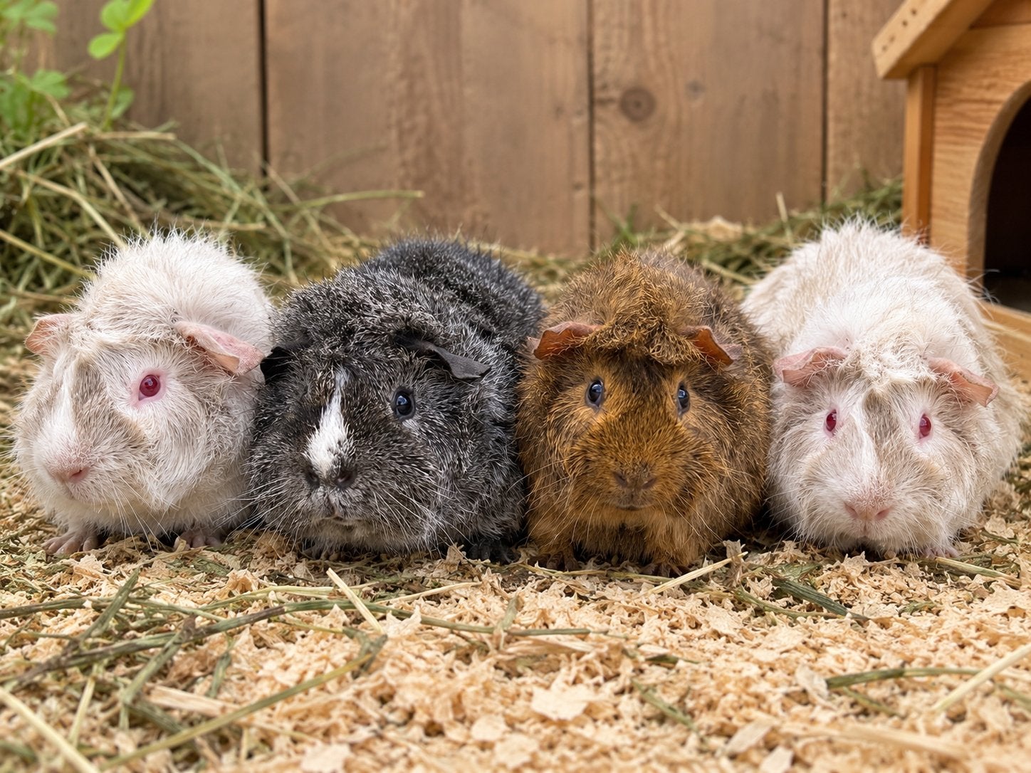 Mooie jonge borstel cavia’s met unieke kleuren, Dieren en Toebehoren, Mei, Meerdere dieren, Cavia