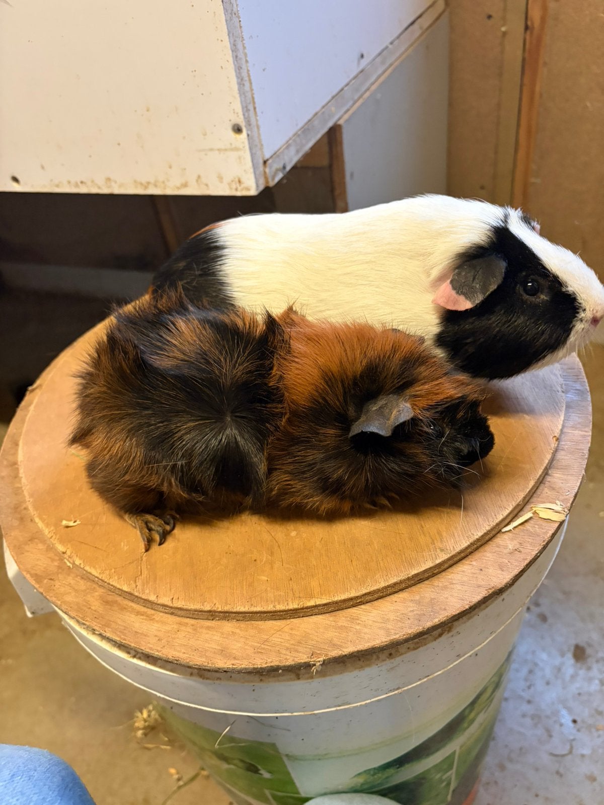 Berenkoppel driekleur en borstel, Maart, Mannelijk, Cavia