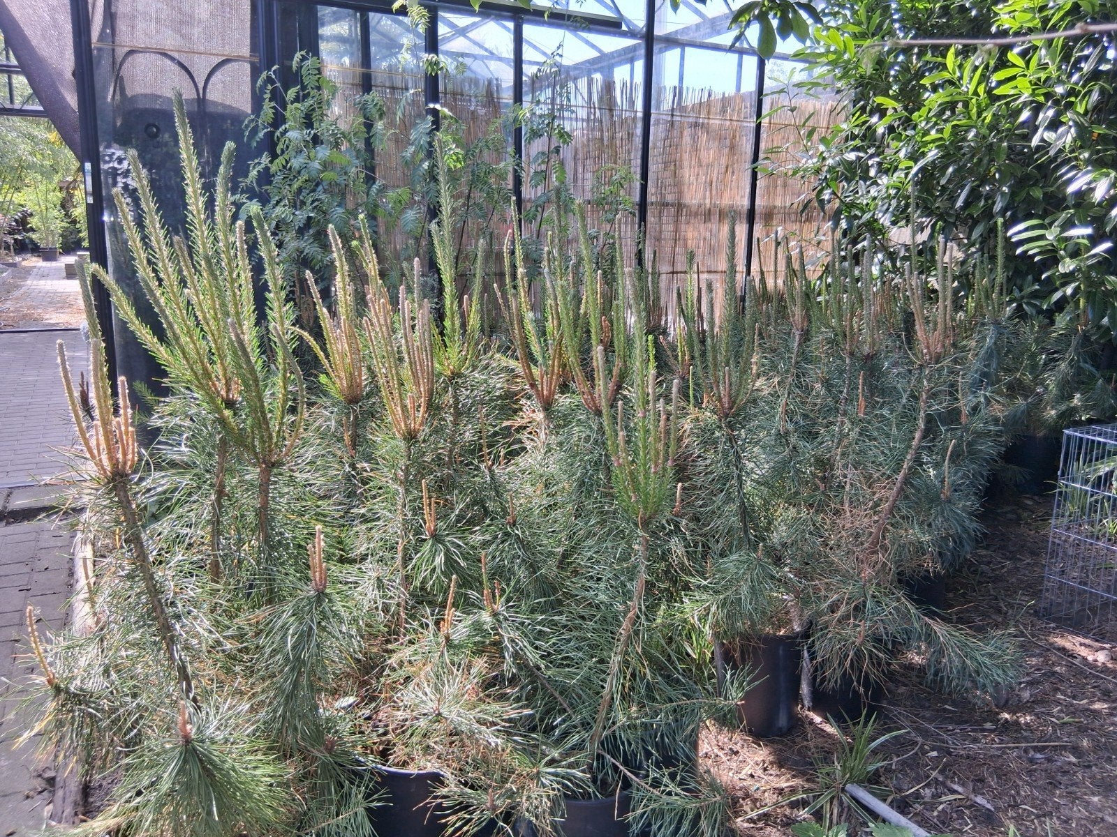 Pinus sylvestris grove den in grote kweekpotten, Tuin en Terras, Planten | Tuinplanten, Ophalen, Overige soorten, Volle zon