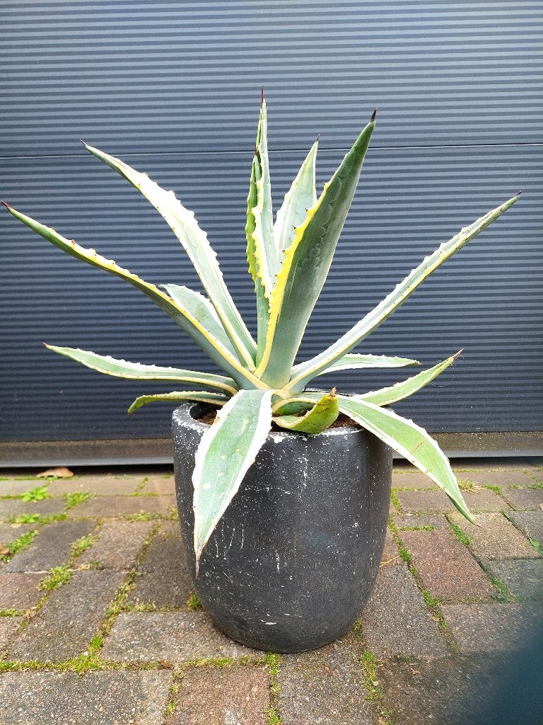 Agave Americana Variegata - 100-jarige Aloë/Maguey/Eeuwplant, Volle zon, Vaste plant, Bloeit niet, Ophalen