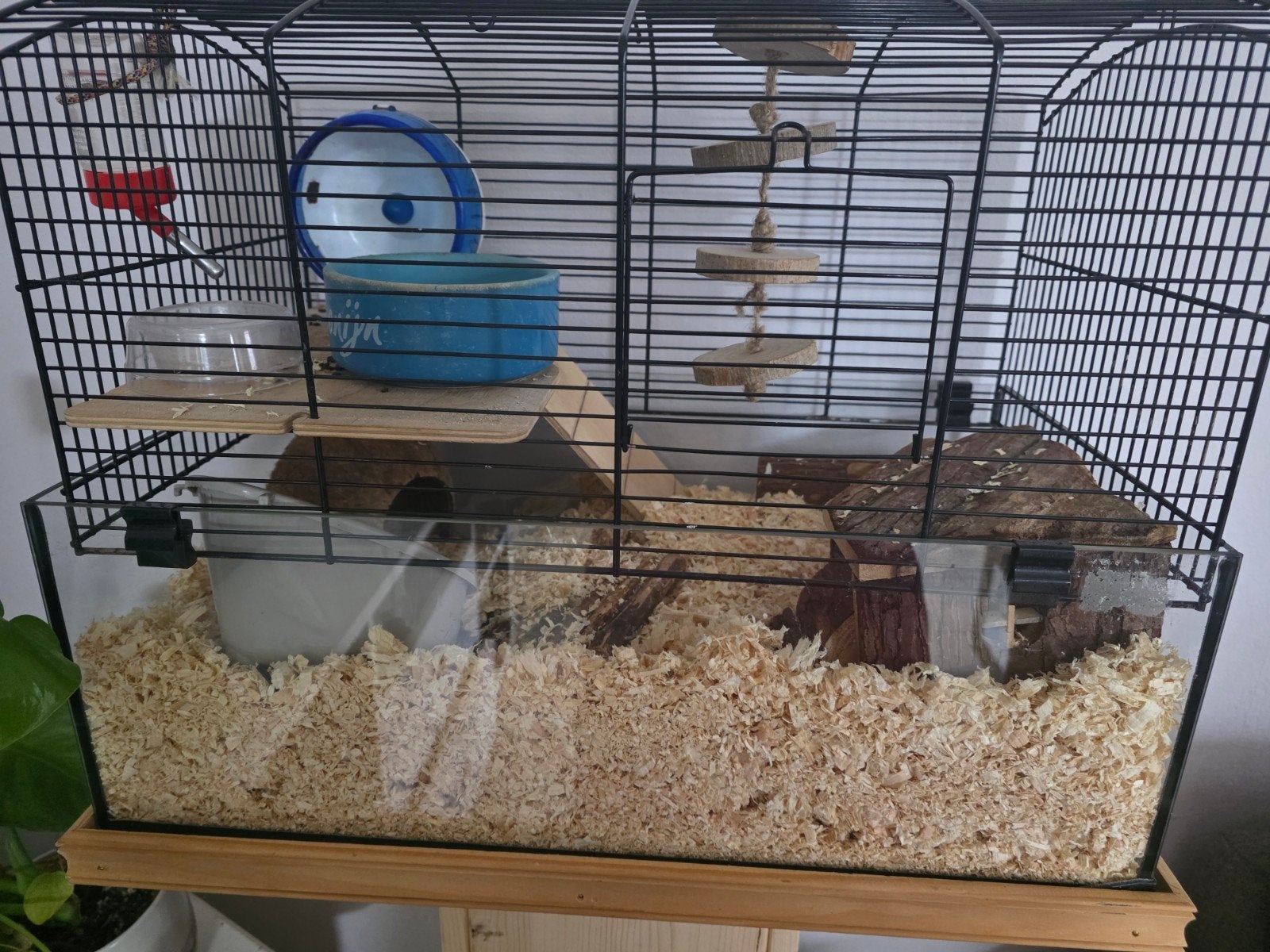 Dieren hamster met kooi, Dieren en Toebehoren, Minder dan 75 cm, Zo goed als nieuw, Ophalen, Minder dan 60 cm