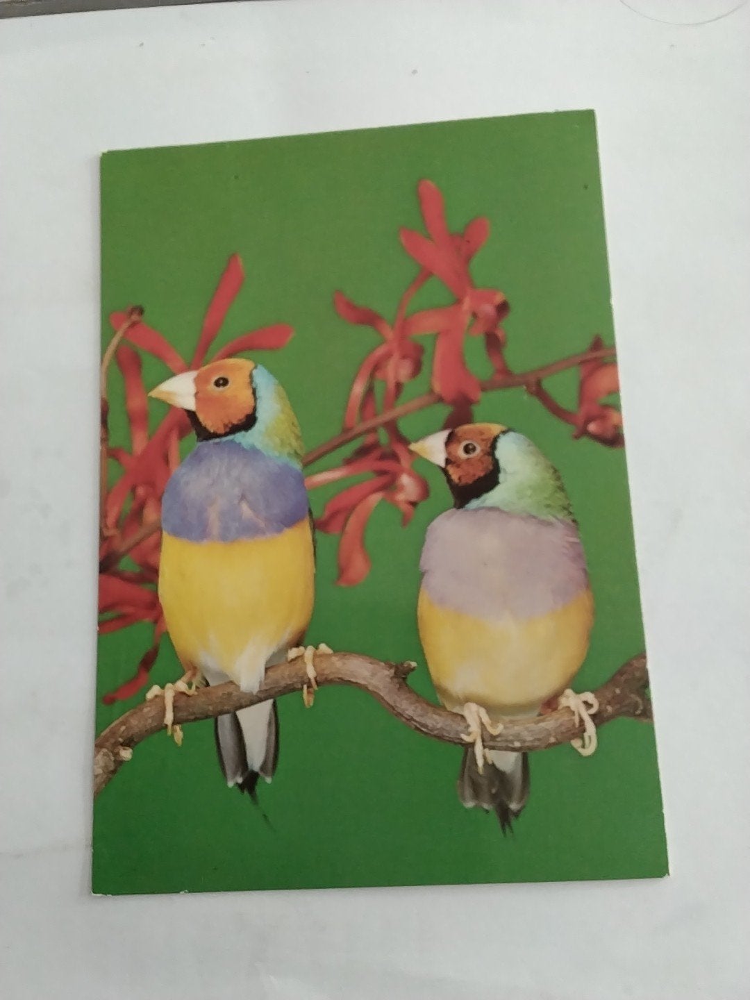 Oude ansichtkaart met twee Gouldamadines, Ophalen of Verzenden, 1960 tot 1980, Gelopen