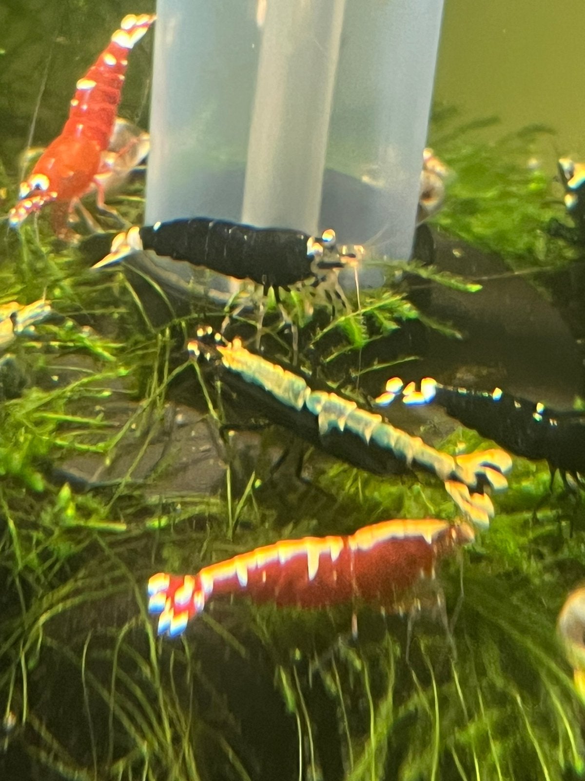 Galaxy garnalen, Kreeft, Krab of Garnaal