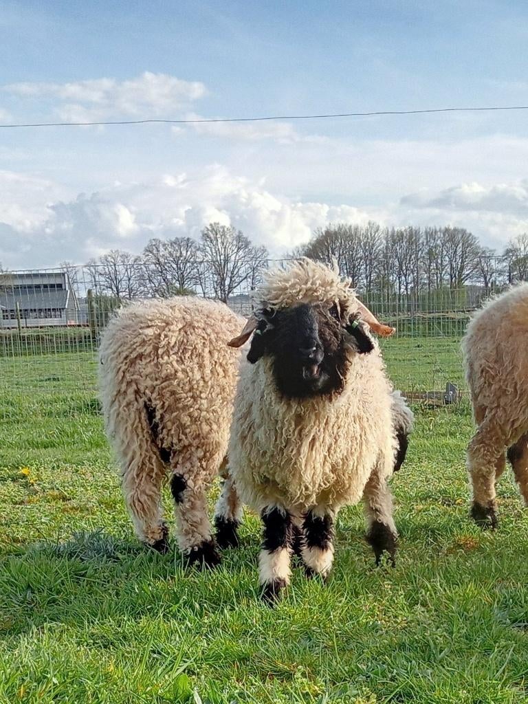 Walliser Schwarznase ramlam ARR/ARR, Dieren en Toebehoren, Mannelijk, Schaap, 0 tot 2 jaar