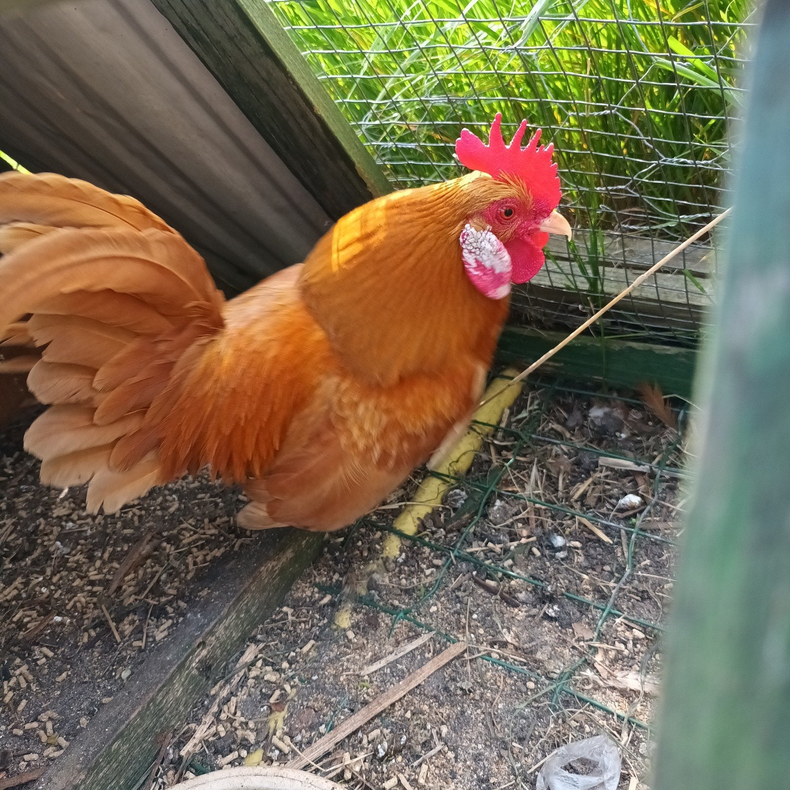 Serama haantje, Dieren en Toebehoren, Pluimvee, Mannelijk, Kip