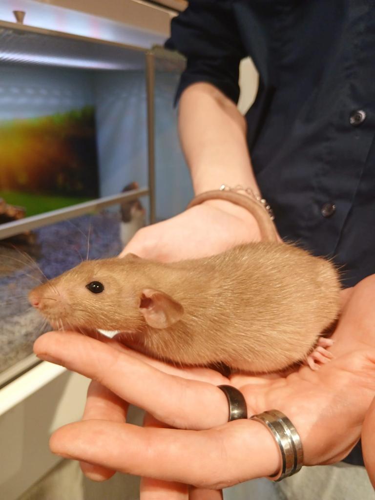 Ratjes super lief en echt super tam., Dieren en Toebehoren, Knaagdieren, Rat, Maart, Meerdere dieren, Tam