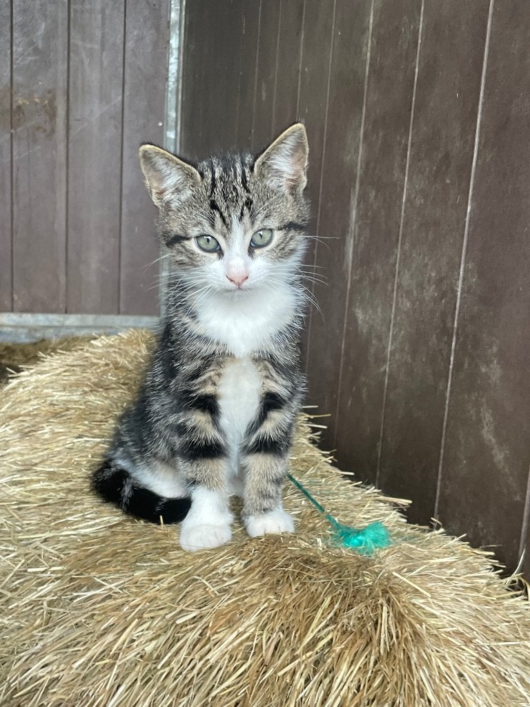 Lieve kittens, Meerdere dieren, Kortharig, 0 tot 2 jaar