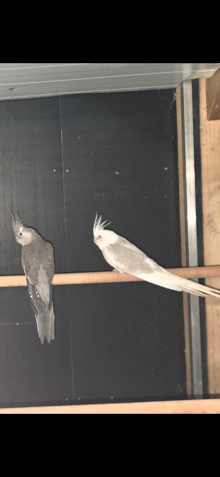 koppel valkparkieten man is red eye!!, Dieren en Toebehoren, Meerdere dieren, Kleurkanarie