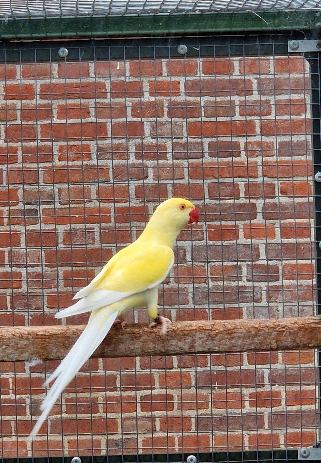 Koppel halsbandparkieten, Dieren en Toebehoren, Meerdere dieren, Parkiet