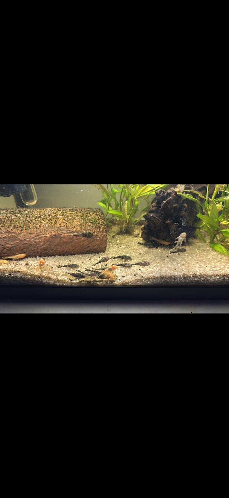 Ancistrus jongen, Vis