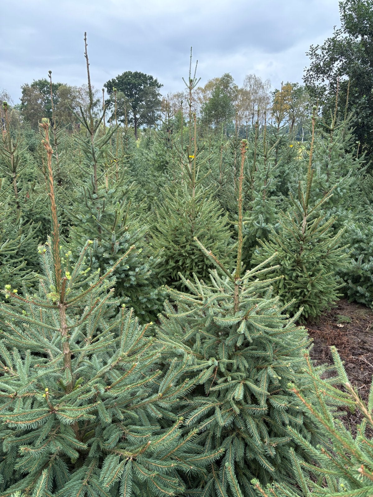 Kerstbomen, Diversen, Ophalen