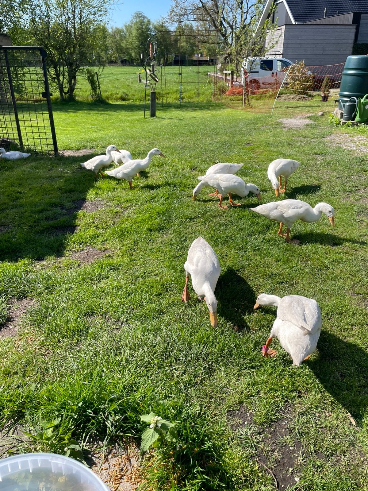 6 witte indische loopeenden, Meerdere dieren, Eend