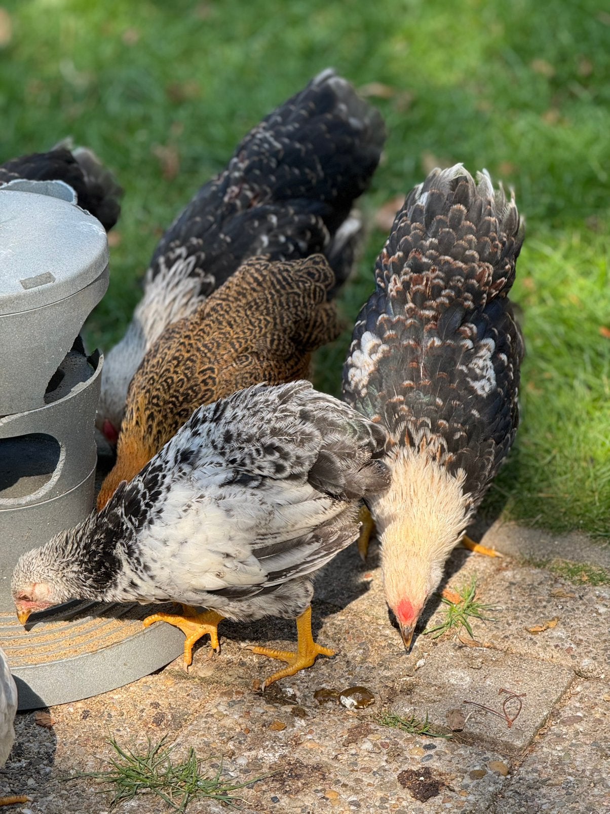Jonge Wyandotte kriel hanen gratis, Dieren en Toebehoren, Mannelijk, Kip