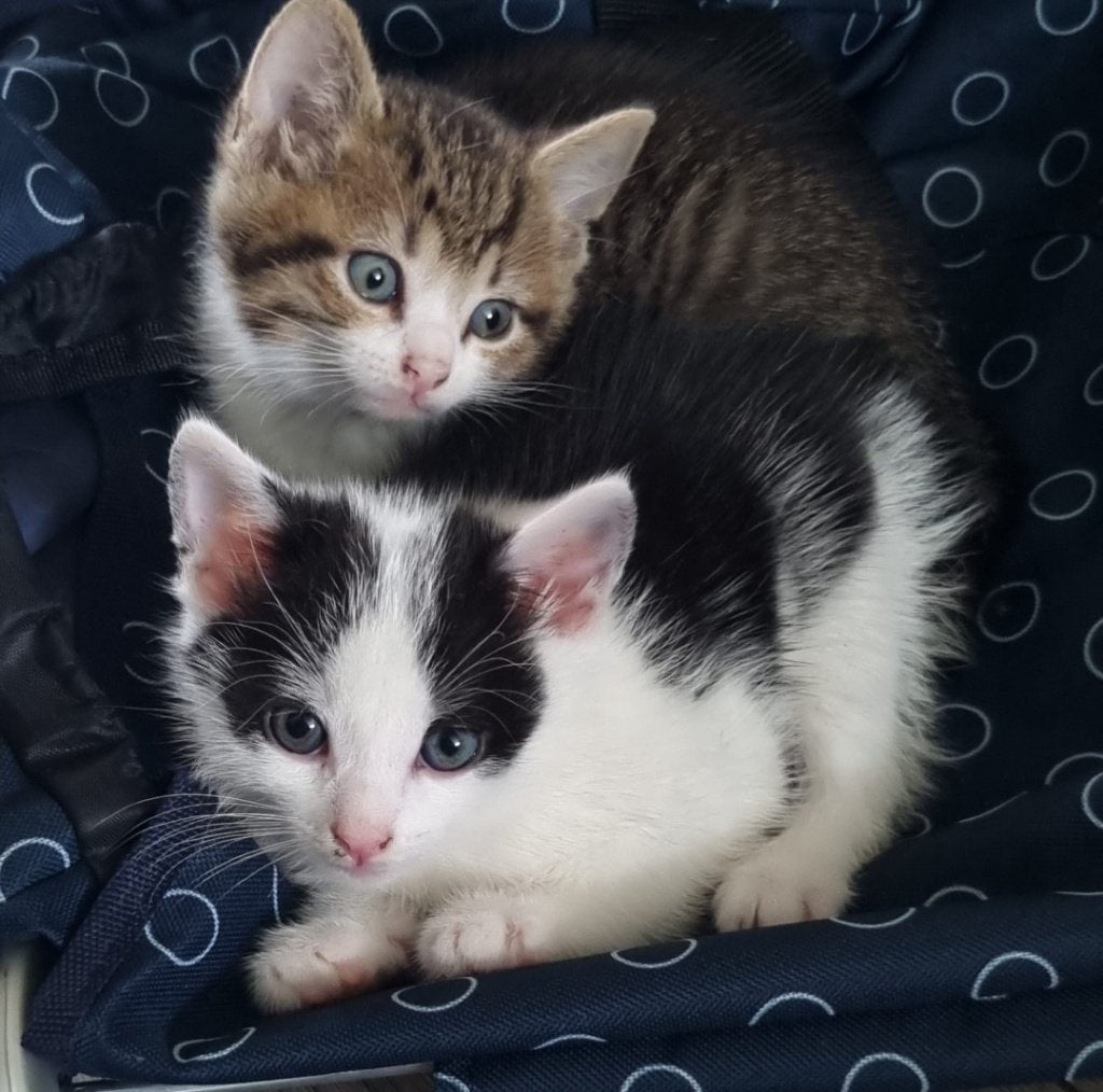 Kittens zoeken een liefdevol thuis, Dieren en Toebehoren, Meerdere dieren, Kortharig, 0 tot 2 jaar