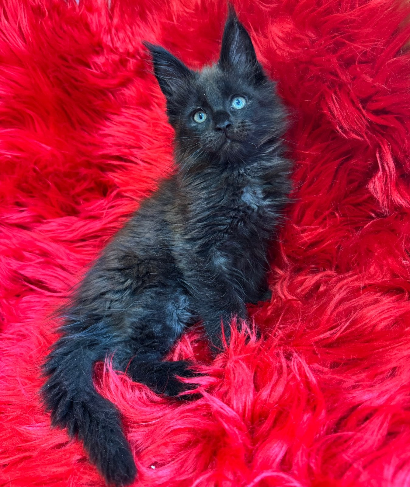 Maine Coon kitten, Kater, Met stamboom, 0 tot 2 jaar