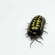Armadillidium Gestroi, Dieren en Toebehoren, Ophalen of Verzenden, Nieuw, Overige typen