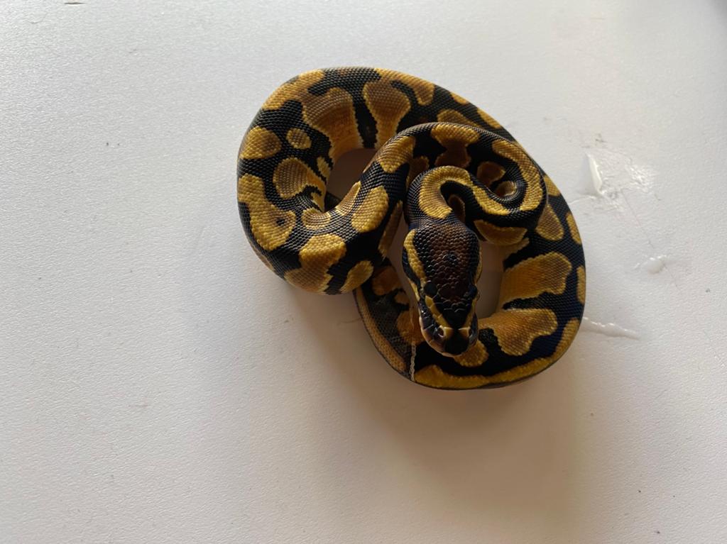 Koningspython nk 26 orange dream Ball Python - unknown for sale from Sade