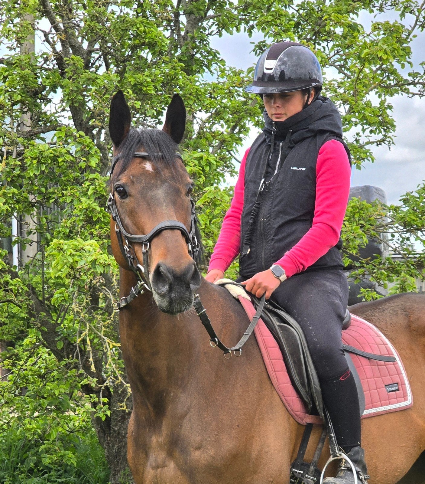 bomproof en goudeerlijke  9jarige ruin 167cm, Met stamboom, Ruin, L, 7 tot 10 jaar